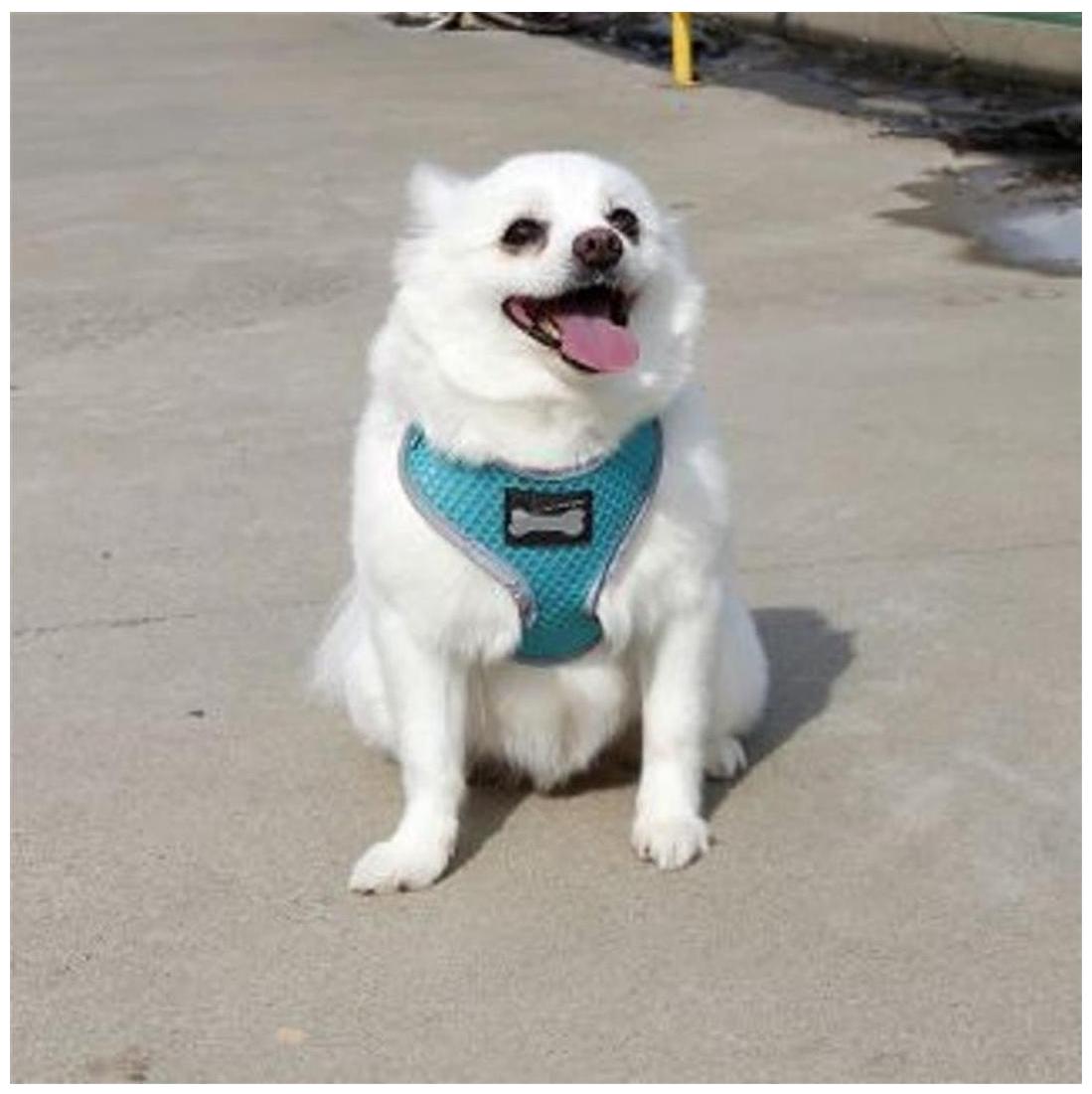 Birds Park Dog Body Harness 16 No Good For Pom Pugs Or Small Pups Good Quality Products Washable
Birds Park Dog Body Harness 16 No Good For Pom Pugs Or Small Pups Good Quality Products Washable
