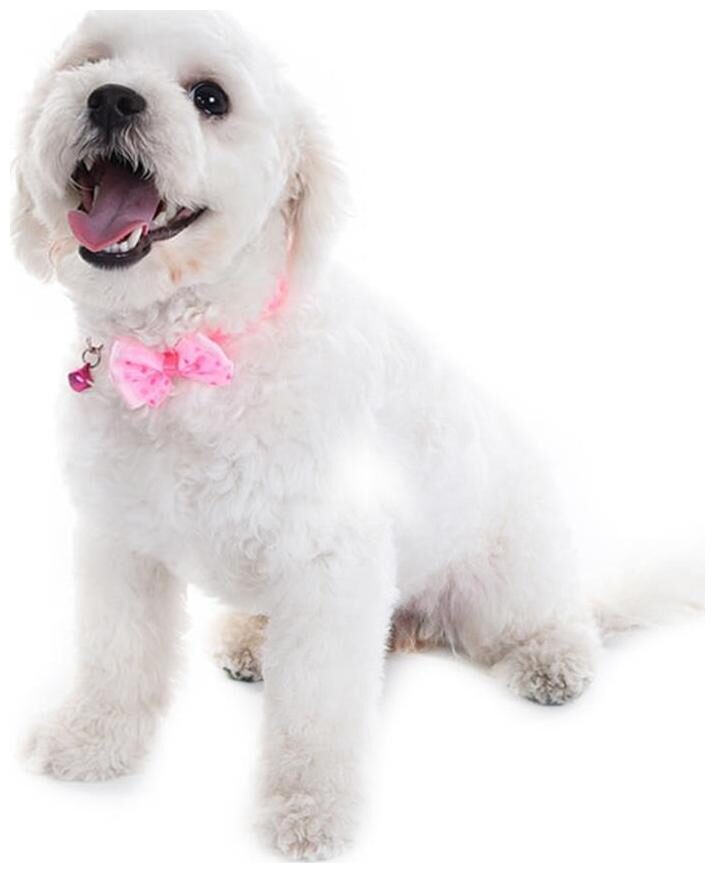 Pets Empire Pet Collar Adjustable Bow-Tie Dog Cat Collar With Bell Breakaway Buckle Bowknot 1 Piece - Color May Vary
Pets Empire Pet Collar Adjustable Bow-Tie Dog Cat Collar With Bell Breakaway Buckle Bowknot 1 Piece - Color May Vary