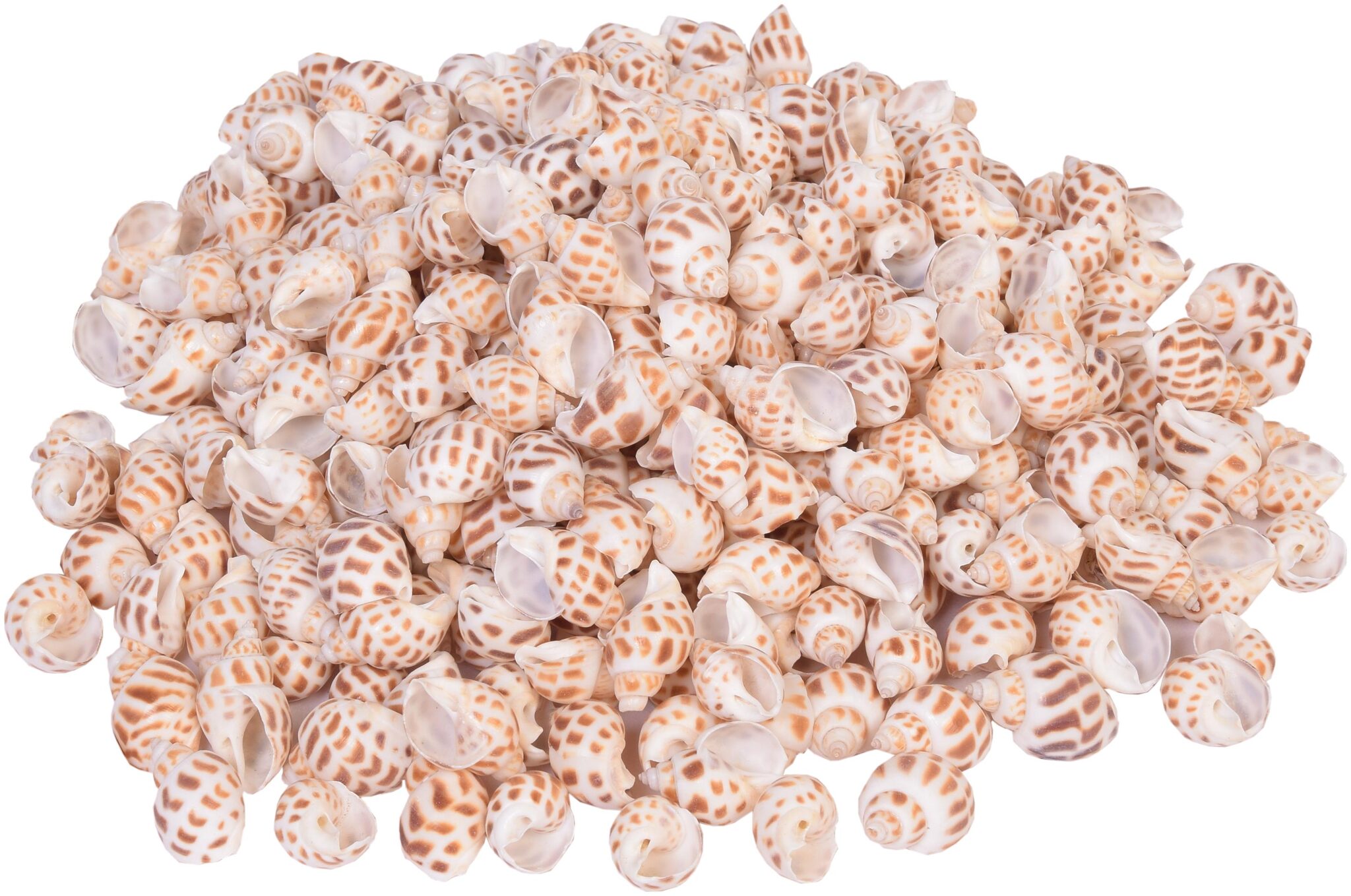 Sea Shells Shankh New 370 pcs (500 gS Pack) Used in Aquariums Art Crafts Decorations Table Decoration Size 3 x 2 x 1 5 cms
Sea Shells Shankh New 370 pcs (500 gS Pack) Used in Aquariums Art Crafts Decorations Table Decoration Size 3 x 2 x 1 5 cms