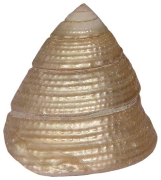 Takshila Gems Natural Moti Shankh Pearl Conch for Lakshmi Puja Sacred Puja Shankh Pearl Shell (Puja Conch)
Takshila Gems Natural Moti Shankh Pearl Conch for Lakshmi Puja Sacred Puja Shankh Pearl Shell (Puja Conch)