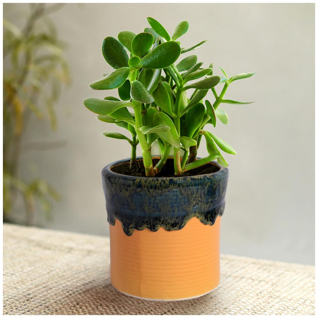 Tashveen Articles Ceramic Planter (Yellow and Green Glazed) Indoor planter Outdoor Planter Pot Gamla
Tashveen Articles Ceramic Planter (Yellow and Green Glazed) Indoor planter Outdoor Planter Pot Gamla