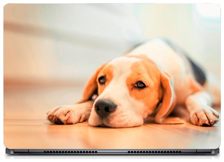 

Gallery 83 - Beagle Dog On Floor Laptop Decal laptop skin sticker 15 6 inch (15 x 10) Inch ks skin 0190new
