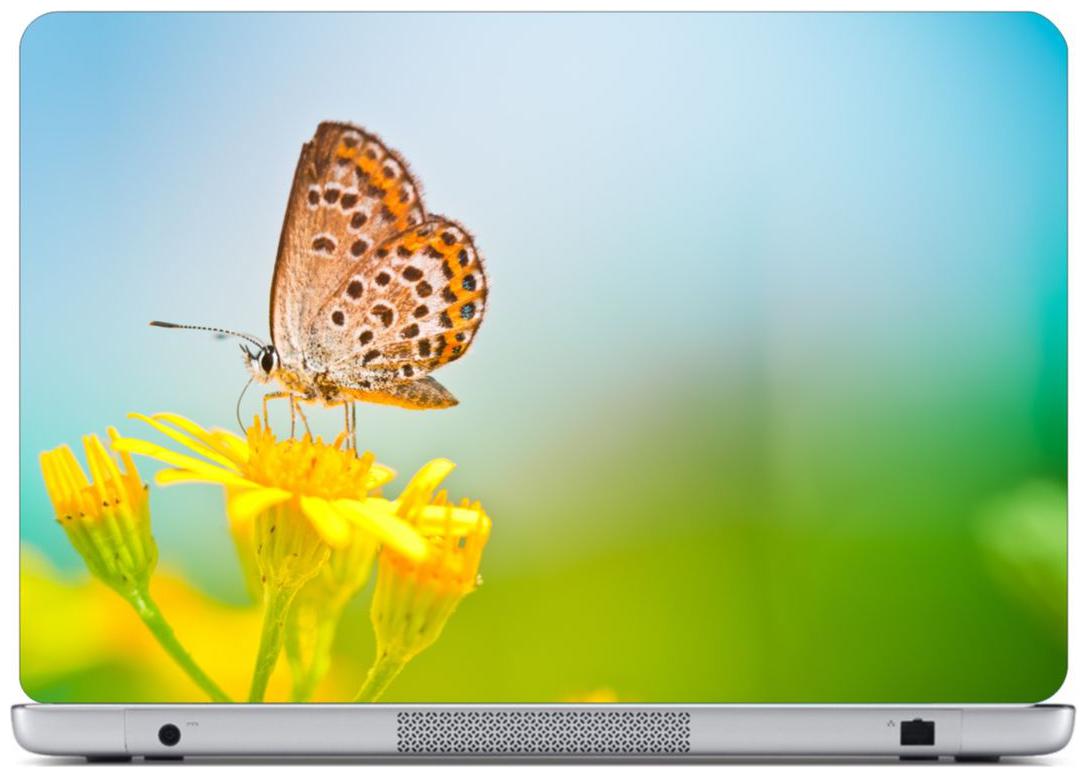 

Laptop Sticker (Butterfly Surface Covering Area 38 1cm x 25 4cm (15 x 10 inch))