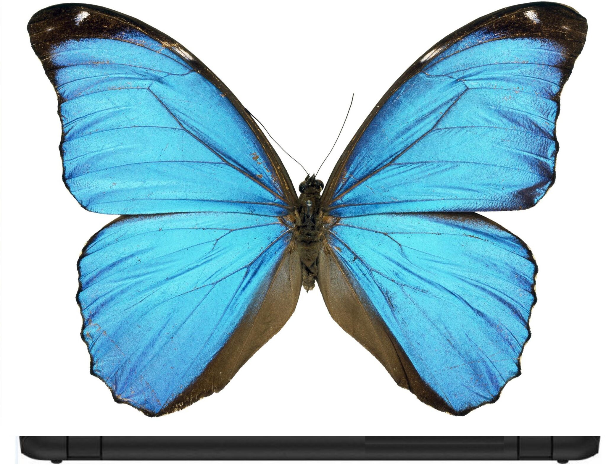 

Procence Random 1095300 Laptop Decal