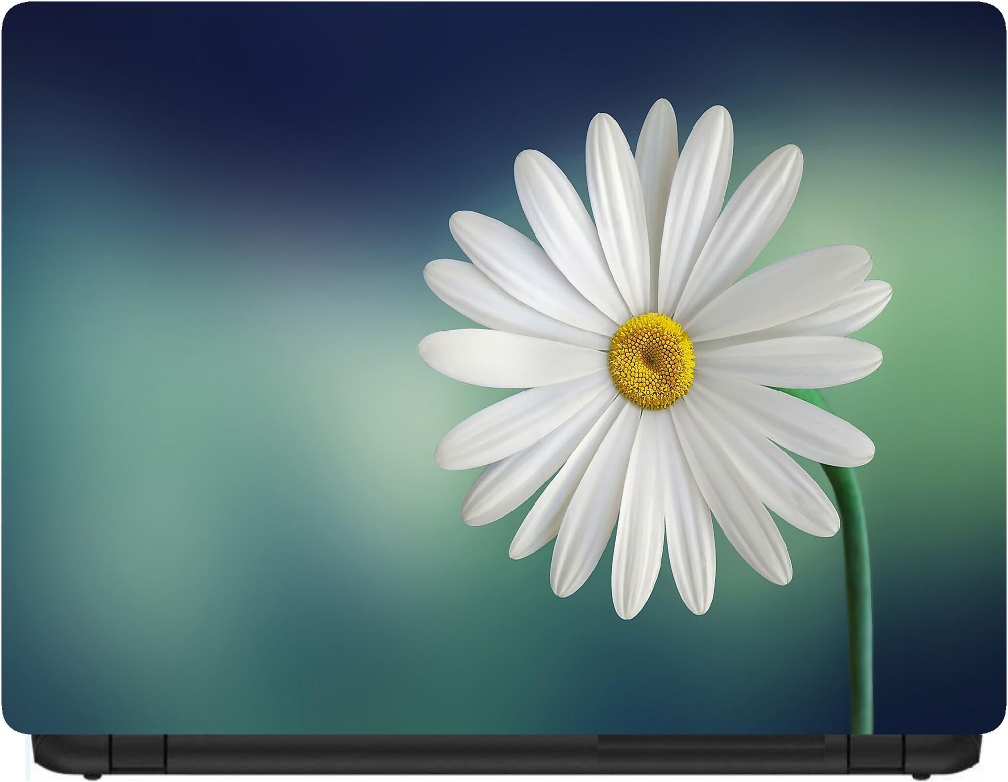 

Procence Random 1294383 Laptop Decal