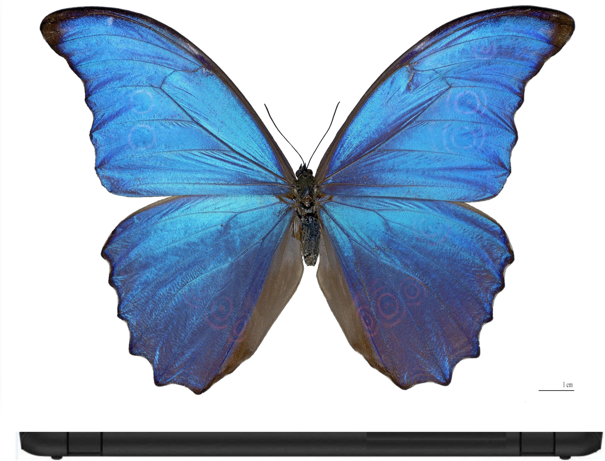 

Procence Random 1095375 Laptop Decal