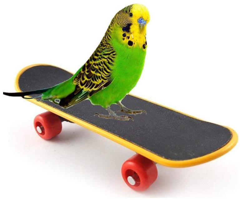 

Birds Park Birds Toy Skates Imported - Good Moving Toy for Birds for Fun Play