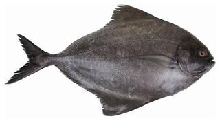 Buy Fresho Pomfret Black Fish Medium Curry Cut Bengali Cut 1 Kg Online At Low Prices In India Paytmmall Com It is pretty expensive when it is in season so you can substitute with. fresho pomfret black fish medium curry cut bengali cut 1 kg