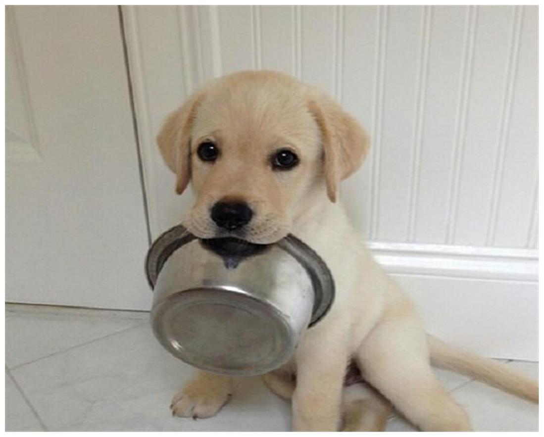 

Pets Empire Pet Bowl Stainless Steel Classic Dog Bowl - Mirror Finish-4000 ml