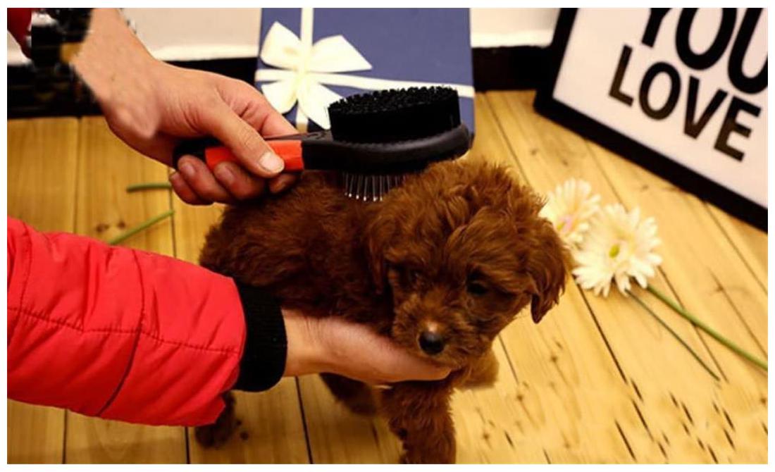 

Pets Empire Dog Grooming Brush For Dogs Cats Medium Long Hair Pet With A Shiny Coat (Medium)