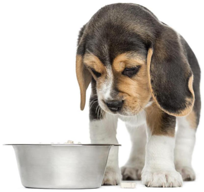 

Pets Empire Pet Bowl Stainless Steel Classic Dog Bowl - Mirror Finish-2800 ml