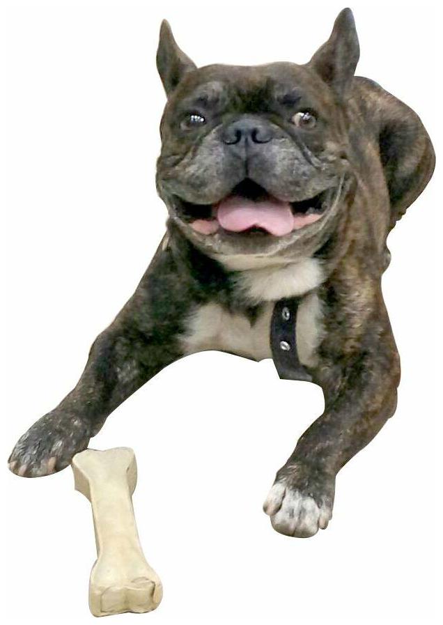 

Pets Empire Pressed Dog Bone 8-inch