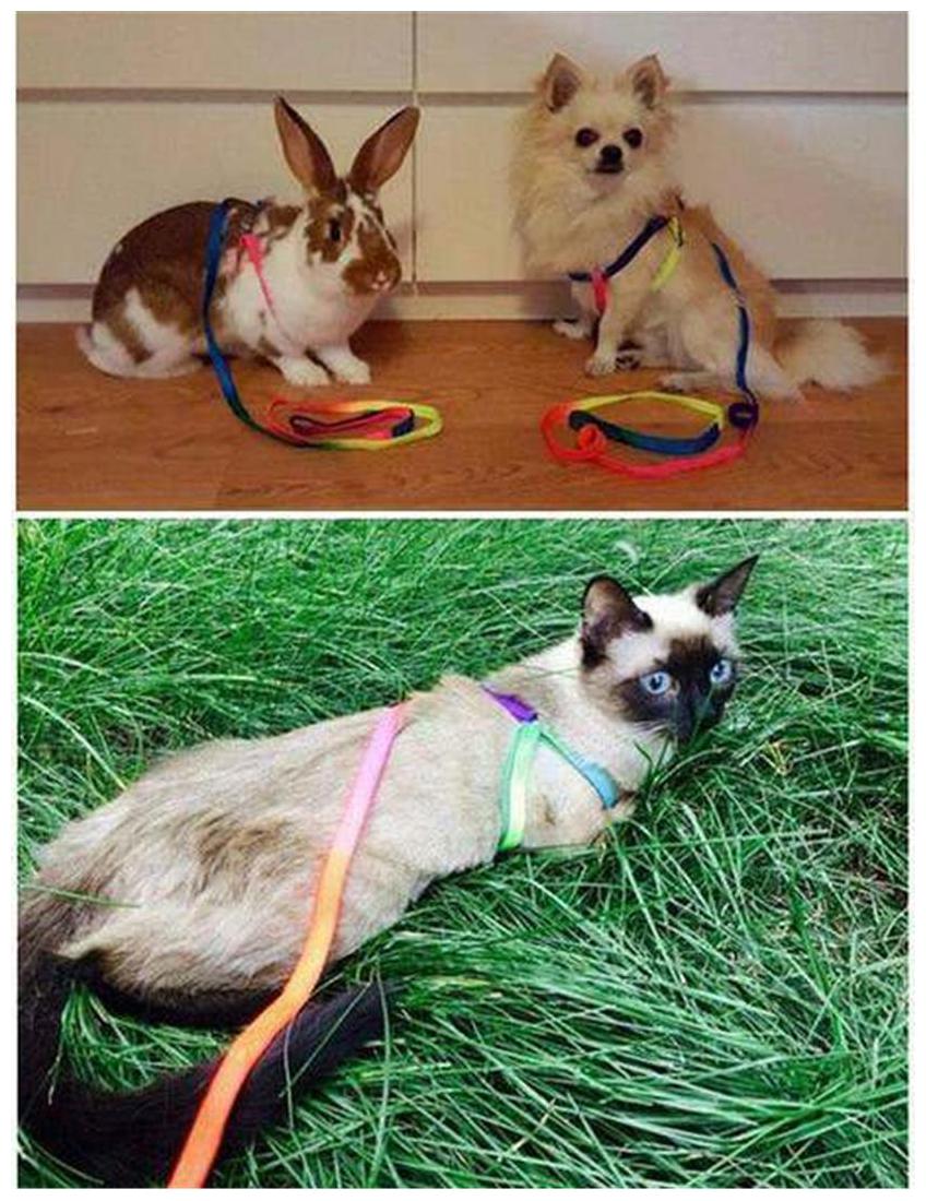 

Pets Empire Dog Cat Rainbow Colorful Adjustable Nylon Puppy Leash Harness Size- Small 1PCS