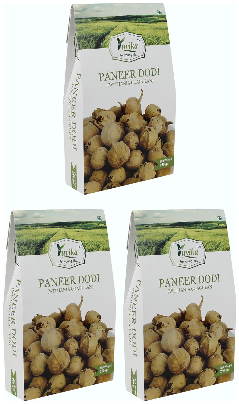 

YUVIKA Paneer Dodi Paneer Ke Phool - Withania Coagulan (250 g) (Pack of 3)