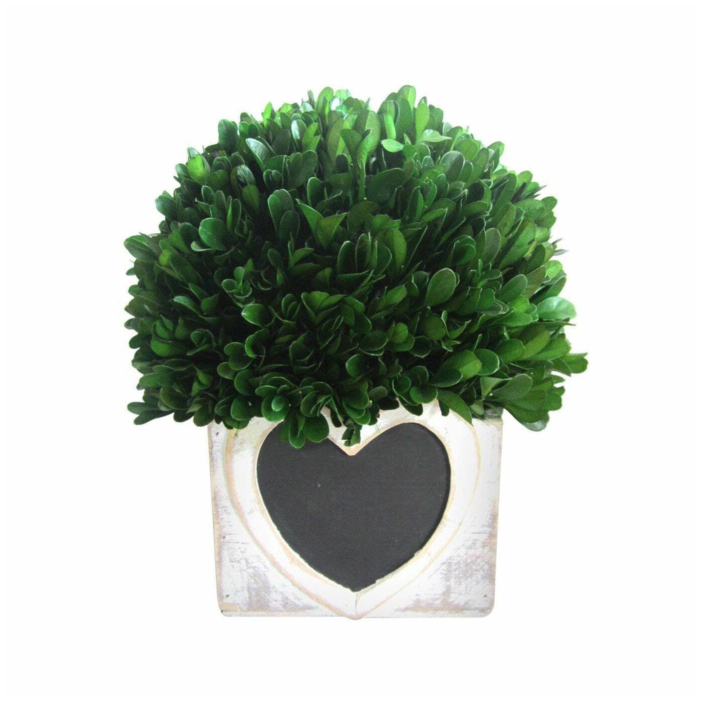 

10-inch Preserved Boxwood Pot with Heart Wood Box Oriental Rustic Vintage