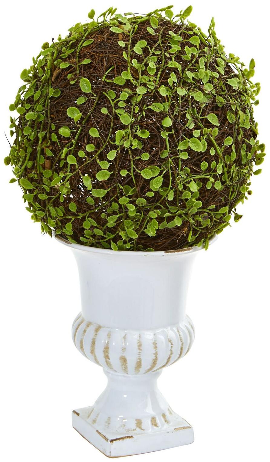 

18 Mohlenbechia Ball Topiary in White Urn
