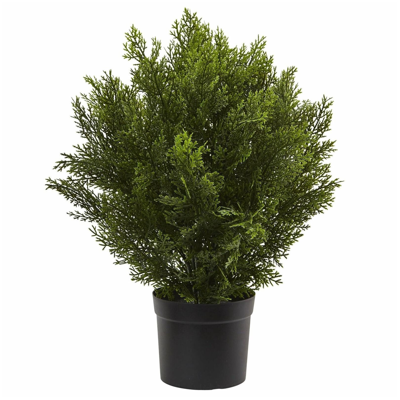 

2-foot Indoor Outdoor Cedar Bush Border Traditional