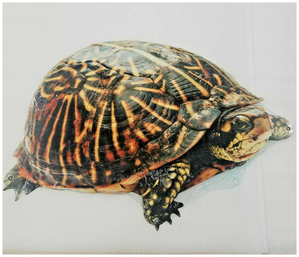 

24 HUGE turtle tortoise shell animal USA sign TMNT nature zoo decor display