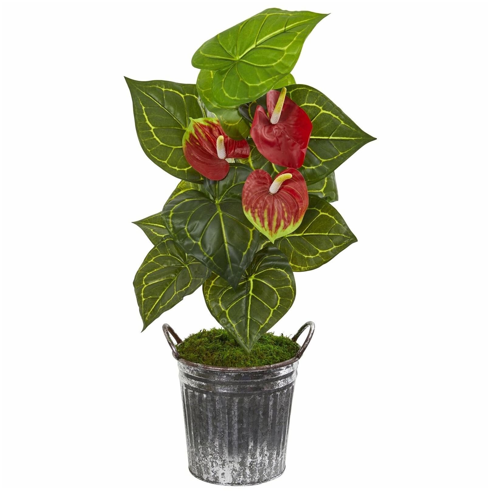 

33 Anthurium Artificial Plant in Vintage Bucket (Real
