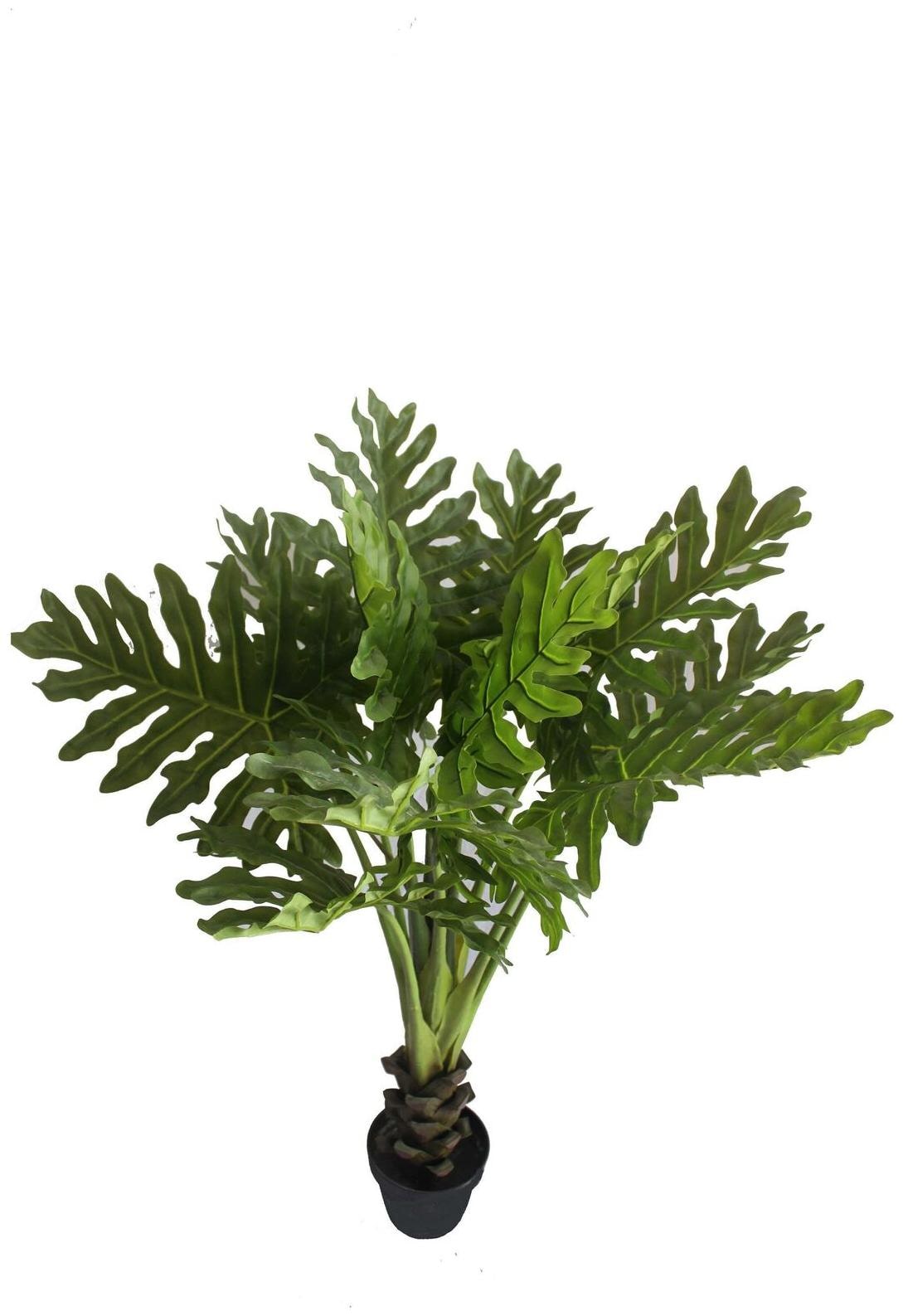 

48 Tropical Shell Leaf Tree