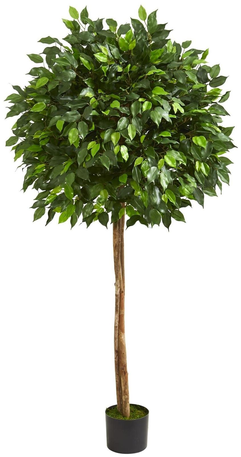 

5 5 Ficus Artificial Tree - h5 5 ft w18 in d18 in h5 5 ft w18 in