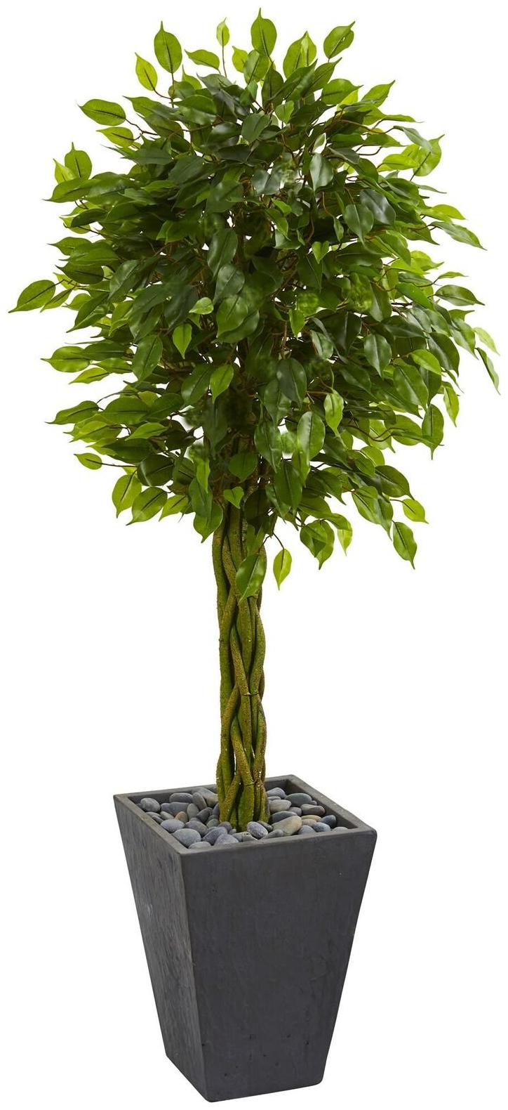 

5 Braided Ficus Artificial Tree in Slate Planter UV