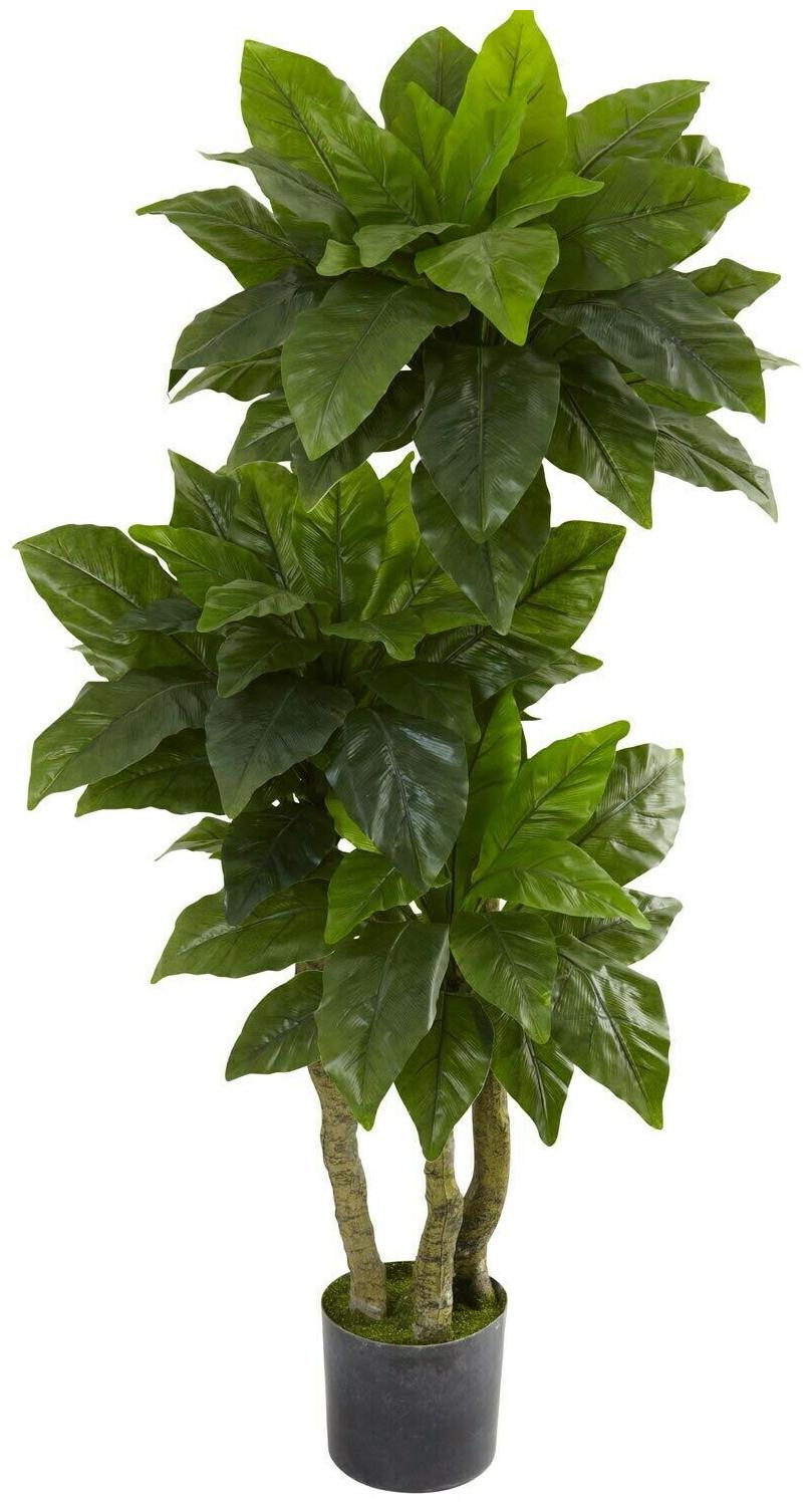 

5-foot Bird Nest Fern Tree