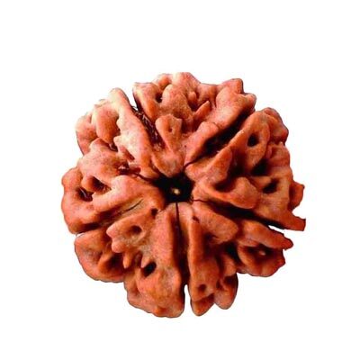 

55Carat 4 Faces Natural Real Rudraksha