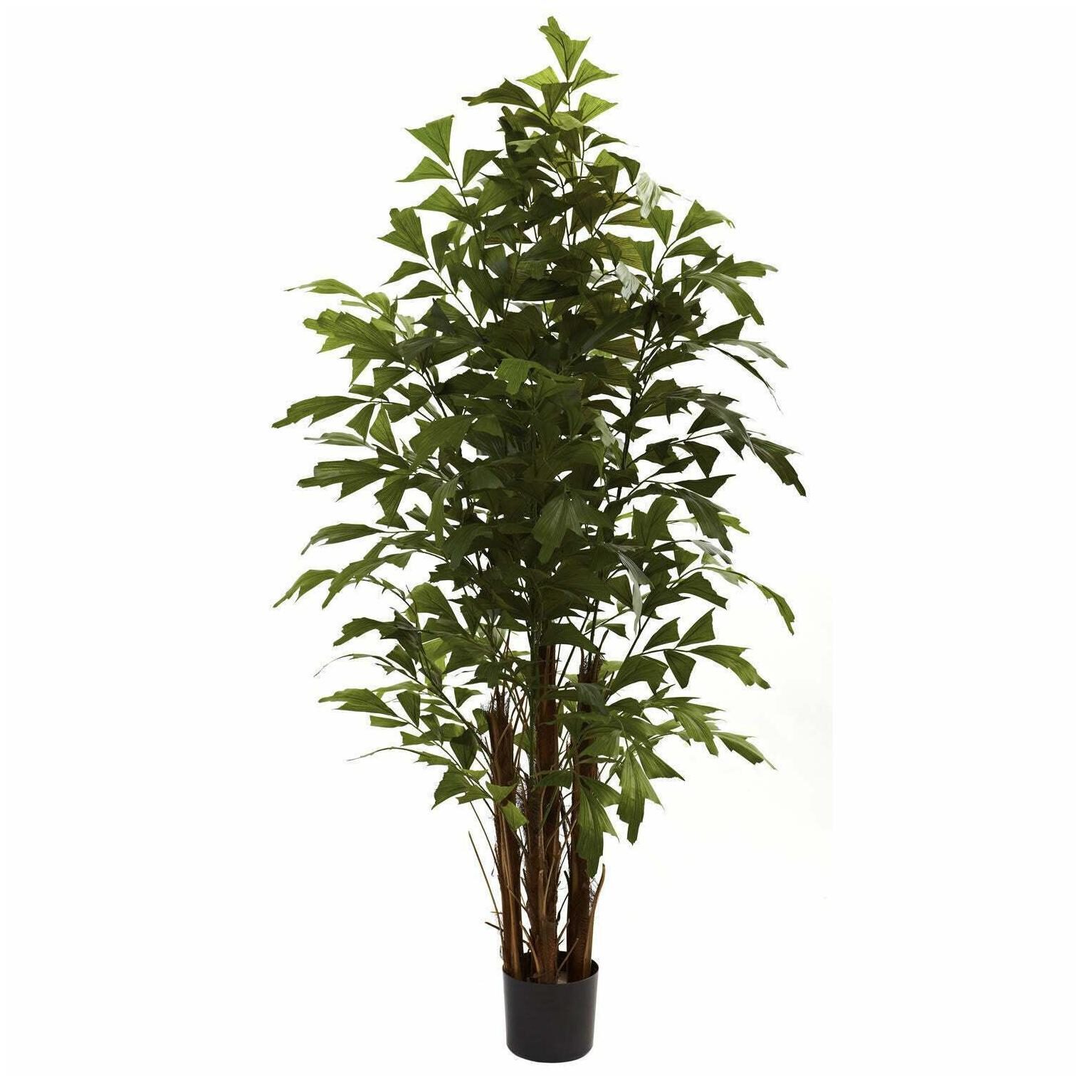 

6-foot Fishtail Palm Tree