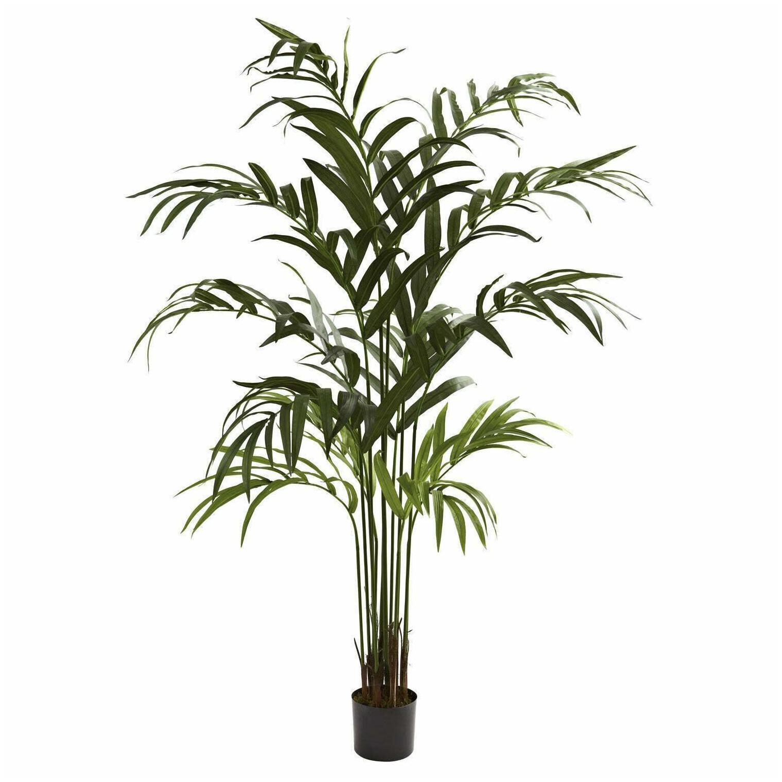 

6-foot Kentia Palm Tree