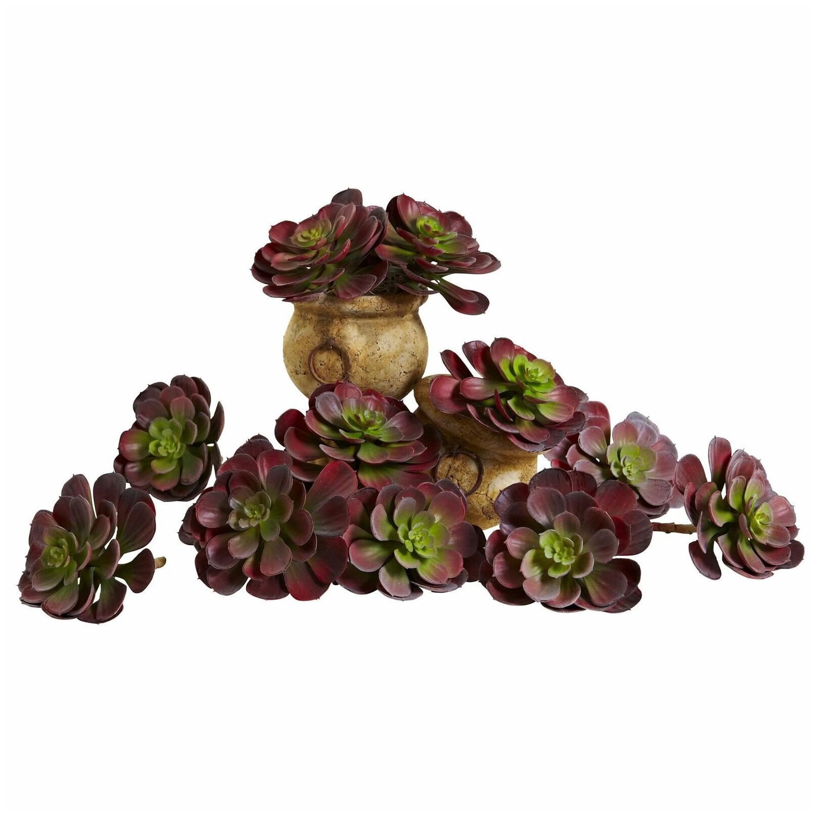 

6-inch Echeveria Succulent (Set of 12)