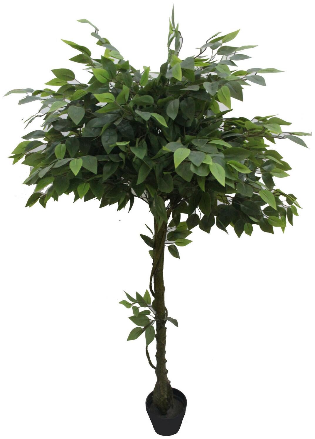 

63 Glossy Banyan