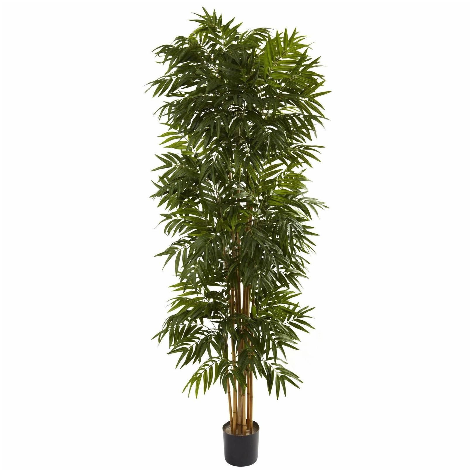 

7 5-foot Phoenix Palm Tree