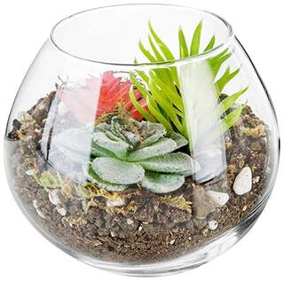 Buy Aakriti Glass Plant Terrariums Glass Vase Plants Tea Light