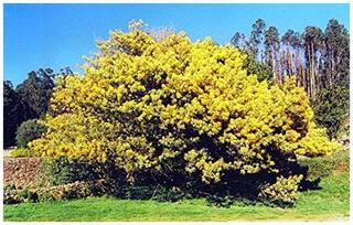 Acacia Dealbata Tree Seeds - Silver Wattle;Blue Wattle;Mimosa Seeds - 100 Seeds for Growing by Creative Farmer