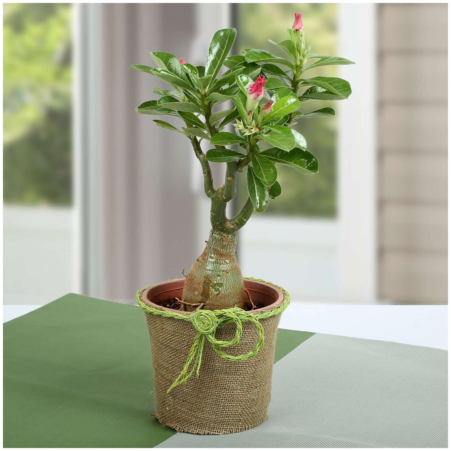 https://assetscdn1.paytm.com/images/catalog/product/H/HO/HOMADENIUM-DESEFERN20138D5B3E64/1563040239829_0..jpg