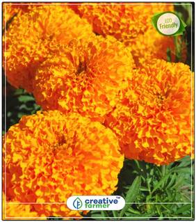 African Marigold Hawaii Orange Flowering Plants For Summer Perfect Home Garden Plant Seeds