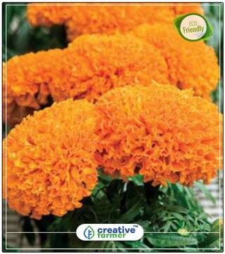 African Marigold Flower Seeds Orange Colour Gardening Seeds And Plants Perfect Home Garden Plant Seeds