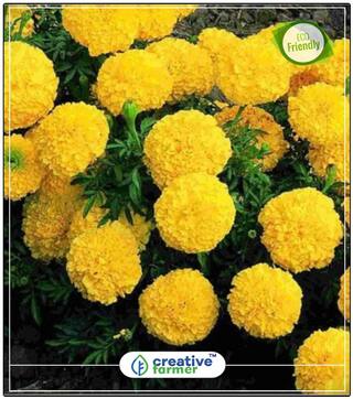 African Marigold Hawaii Yellow Flowering Plants Seeds Perfect Home Garden Plant Seeds