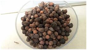 Agarugandha;Bavanna;Bhadrasri - Sandalwood Tree Seeds - 10 Seeds by Creative Farmer