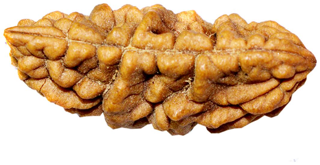 

Agarwal Rudraksha Brown Natural 1Mukhi Rudraksha