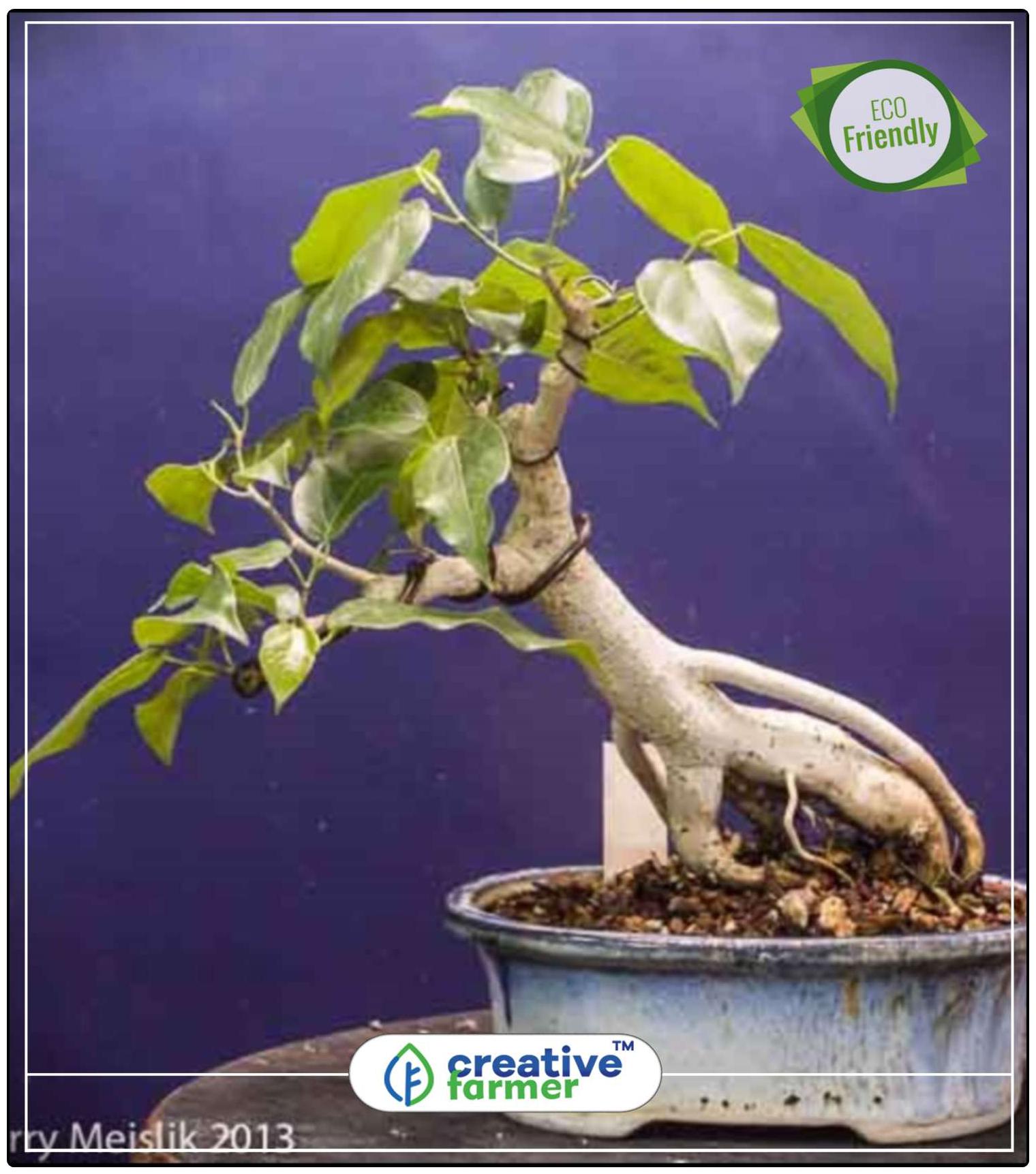 https://assetscdn1.paytm.com/images/catalog/product/H/HO/HOMAIR-PURIFICACREA887477FD6DB37/1563112656467_0..jpg