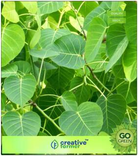 Air Purification Tree Ficus Caudata Seeds For Sale Premium Kitchen Garden Plant Seeds