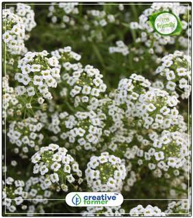 Alyssum Mixed Plant Seeds Mixed Colour Perfect Home Garden Plant Seeds