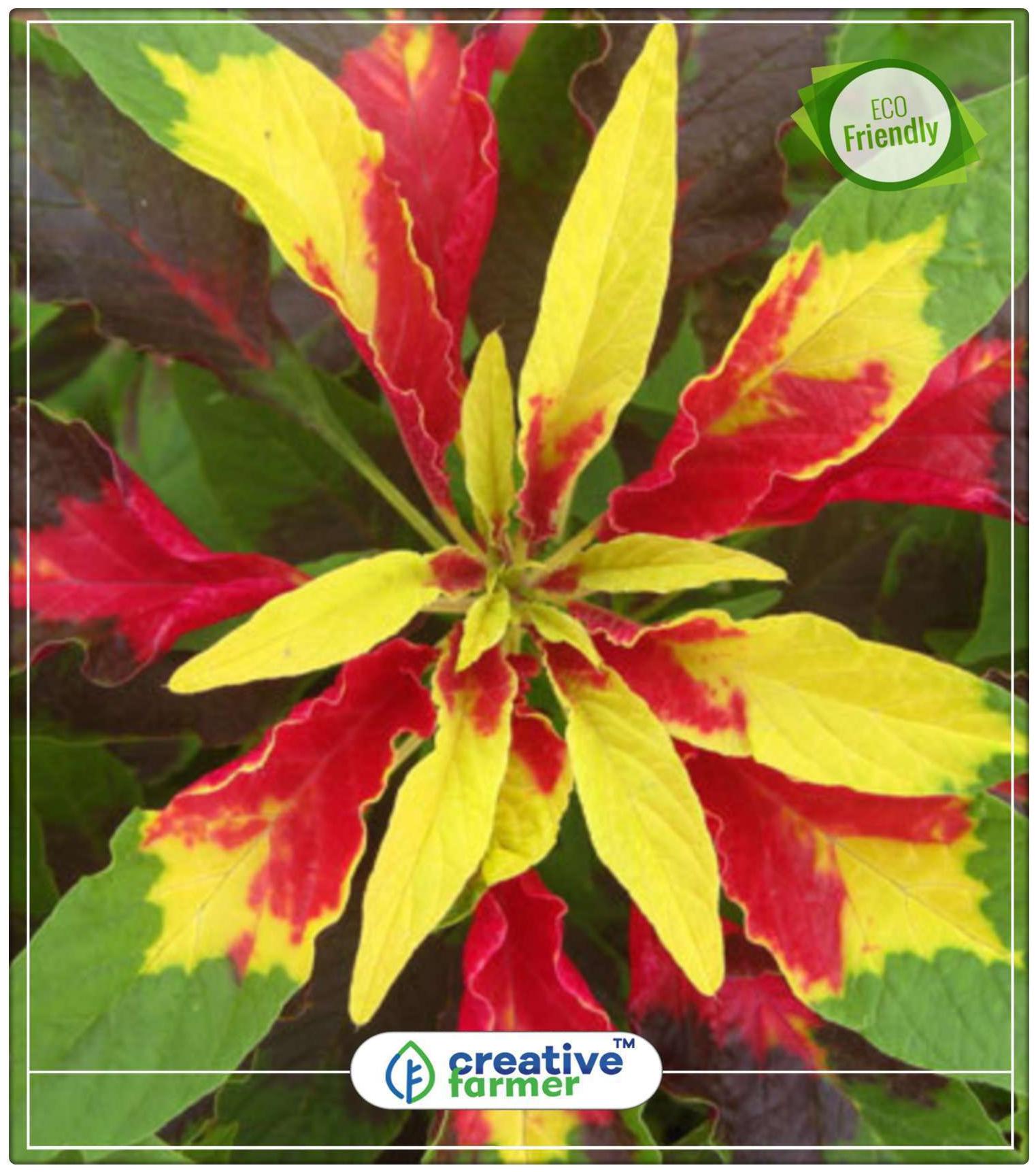 Buy Amaranthus Bedding Plant. Plants Seeds For Office Perfect Home