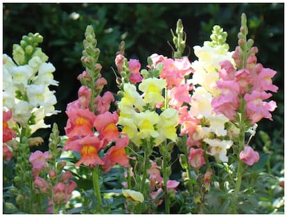 Anthrinium (Snap Dragon) Multi-Colour Flowers Peremium Hybrid Seeds For Home Garden - Pack of 50 Seeds