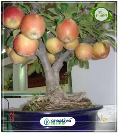 Apple Seeds- Mixed Types Seeds For Small Pots Fruit Plant Seeds Perfect Home Garden Plant Seeds
