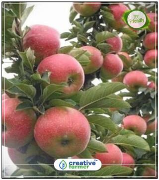 Apple Seeds For Planting Seeds For Organic Farming Fruit Plant Seeds Perfect Home Garden Plant Seeds