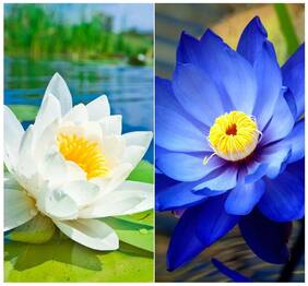 Aquatic Flower Seeds : Lotus Flower Seeds White & Blue Colors 15 Seeds- Terrace Gardening Garden [Home Garden Seeds Eco Pack] Plant Seeds By Creative Farmer