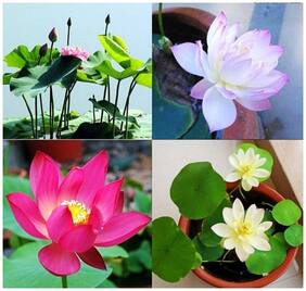 Aquatic Flower Seeds : Indian Lotus Pink Flower Nelumbo Nucifera Kamal/Sacred Water Lily Flower Seeds Growing 15 Seeds